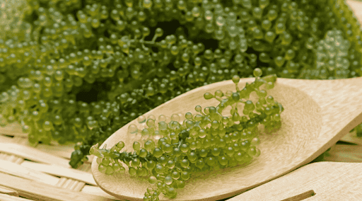 Sea Grapes view 4